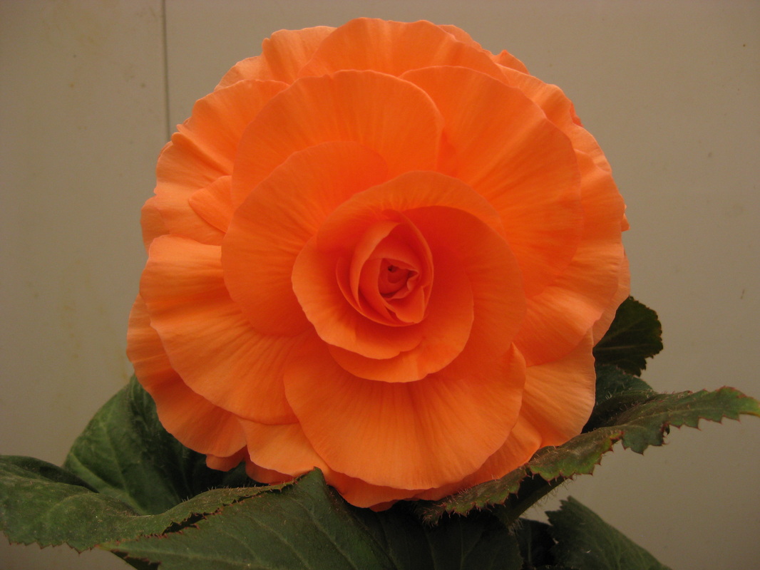 B. ‘Sandra Lansley’